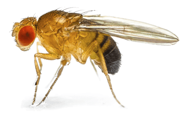 Image result for drosophila