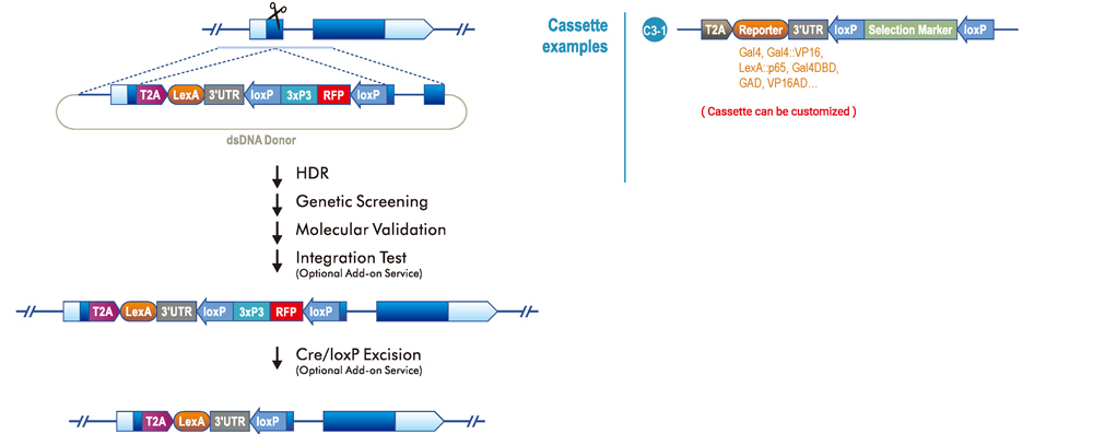 N-terminal Reporter Knock-in and Gene Disruption