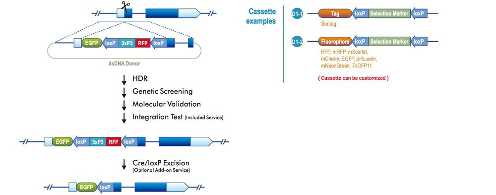 N-terminal Tagging with LoxP System (a peptide linker with 46a.a. between tag and gene)