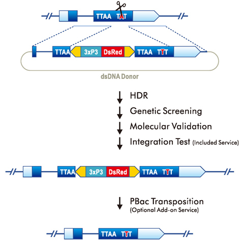 Point mutation/Seamless Service Packages