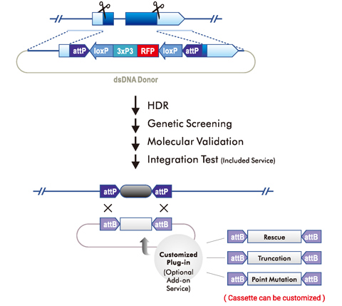 Variant Rescue: by RMCE swap