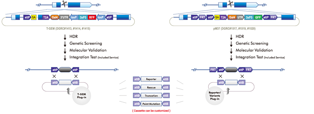 T-GEM/CRIMIC knockin using available cassette and RMCE swap