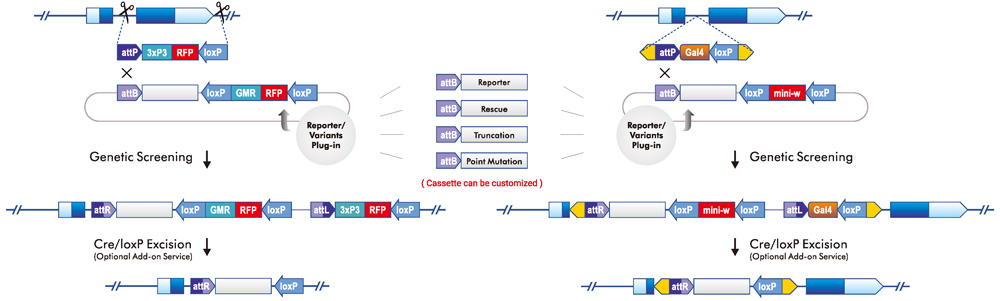 PhiC31 Site-Specific Recombination using existing fly tools