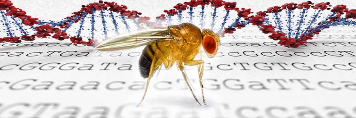 Drosophila CRISPR Genome Editing Services