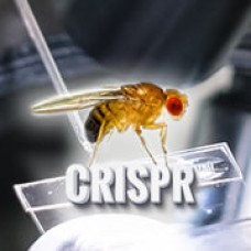 CRISPR Microinjection Service